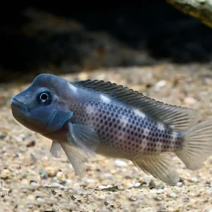 Echt Buckelkopfcichlide (Steatocranus casuarius)